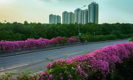 Vệt hoa giấy nhuộm tím một góc khu đô thị Ecopark