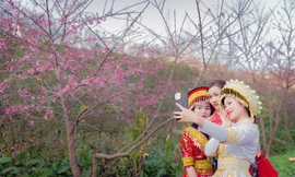 Muôn hoa khoe sắc, tưng bừng lễ hội xuân trên đỉnh Fansipan