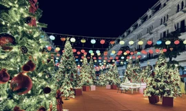 Giới trẻ thích thú check-in vườn thông “khổng lồ” tại khu đô thị Danko City