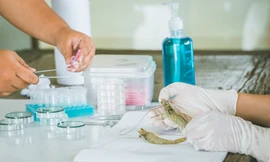 Từ những năm 2000, BIM Group đã đưa vào hoạt động hàng loạt các dự án nuôi tôm lớn (ảnh: BIM Group)