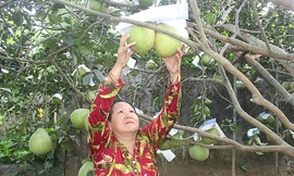 Bưởi Tân Triều được EU bảo hộ chỉ dẫn địa lý mà không phải qua thủ tục đăng ký