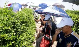 Nhờ Dây thìa canh nghiên cứu quốc tế, tôi sống khỏe với bệnh tiểu đường