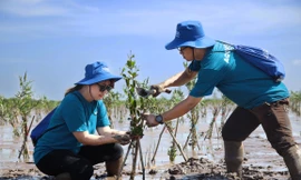 AQUA Việt Nam góp sức trồng rừng ngập mặn tại Sóc Trăng, hướng đến sứ mệnh chăm sóc môi trường bền vững