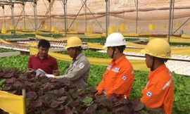 Tiết kiệm điện trong sản xuất nông nghiệp tại Lâm Đồng