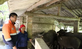 Bà Nguyễn Thị Mỹ (huyện Đại Từ, tỉnh Thái Nguyên) sử dụng nguồn vốn vay để chăn nuôi, phát triển kinh tế gia đình