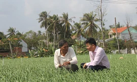 Ông Dương Văn Nhiều ở xã An Hả, huyện Lý Sơn (Quảng Ngãi) chia sẻ về mô hình trồng tỏi với cán bộ ngân hàng; Ảnh : Đông Dư 