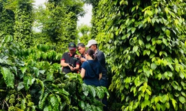 Nestlé Việt Nam thúc đẩy nông nghiệp xanh, ứng phó biến đổi khí hậu