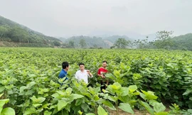 Huyện Bảo Yên, Lào Cai phấn đấu 5 xã đạt chuẩn nông thôn mới trong năm 2024