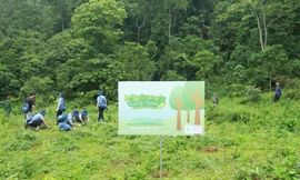 Avisure – Chung tay hồi sinh rừng tự nhiên