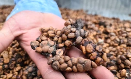 Câu chuyện làm giàu qua ly cà phê chồn đắt đỏ