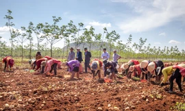 Vụ khoai tây đầu tiên của PepsiCo Việt Nam tại Gia Lai vượt ngưỡng kỳ vọng