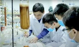 Tại phòng thí nghiệm của Viện Hóa sinh biển – Viện Hàn lâm Khoa học và Công nghệ Việt Nam, Tiến sĩ Lê Nguyễn Thành hướng dẫn nhóm Tử Minh thực hiện dự án về keo ong dú