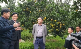 Ứng dụng truy xuất nguồn gốc với sản phẩm cam ở Bắc Trung Bộ 