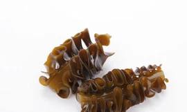 Những điều kỳ diệu chưa biết về tảo nâu Mekabu