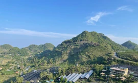 Tự hào vùng trồng Sâm 1700 đạt chứng nhận hữu cơ