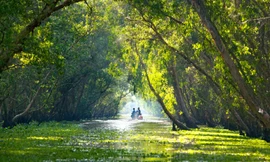  “Báu vật xanh” giữa lòng miền Tây