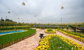 Hé lộ muôn sắc hoa đồng nội hội tụ trên đường hoa xuân Splendora