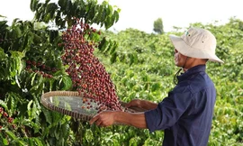 Nestlé công bố báo cáo tiến độ Chương trình NESCAFÉ Plan 2030