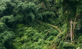 Giải chạy siêu địa hình ba bể Jungle Marathon 2021