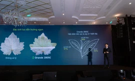 Giải pháp mới giúp kiểm soát hiệu quả bệnh hại do lớp nấm Oomycetes gây ra