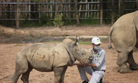 Những 'bảo mẫu' thầm lặng tại Vinpearl Safari