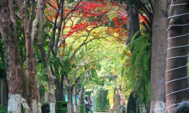 Khu đô thị nói không với những cung đường, vỉa hè bê tông Tại Việt Nam