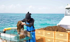 Vai trò của tảo nâu Mozuku trong lĩnh vực y khoa