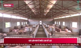 Xem xét dấu hiệu lạm dụng thị trường và làm giá thịt lợn