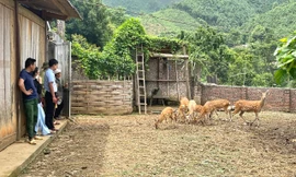 Nuôi hươu sao lấy nhung, nhiều hộ dân ở Lào Cai thoát nghèo