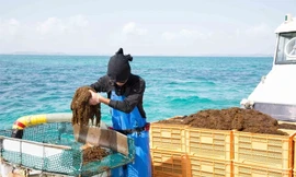 Lợi ích của hợp chất fucoidan đối với sức khỏe