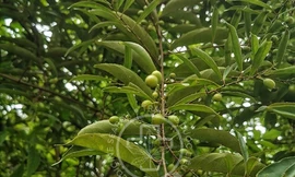 Hiểu đúng về cây xạ đen hỗ trợ chống ung thư