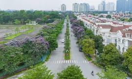 Mùa bằng lăng Ciputra Hanoi 