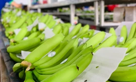 Thương hiệu chuối KDA của Việt Nam ngày càng khẳng định vị thế trên thị trường quốc tế