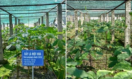 Cây dược liệu - nguồn tài nguyên quý cần được bảo tồn và gắn với phát triển kinh tế