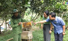 Thanh Hóa: Nỗ lực thoát nghèo ở huyện Như Xuân