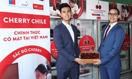 Cherry Chile lần đầu được nhập khẩu vào Việt Nam