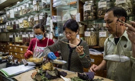 Kết hợp kim ngân hoa, cam thảo trong các bài thuốc nâng cao đề kháng