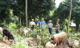 Hà Nội: Triển khai thành công 18 mô hình khuyến nông hiệu quả