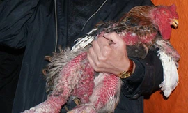 Bỏ tiền triệu săn gà cổ thuần Việt ăn Tết