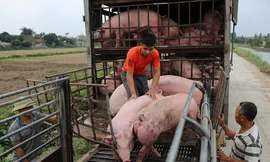 Sớm đưa giá lợn hơi giảm về mức khoảng 60.000 đồng/kg