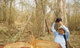 Một cây giáng hương cổ thụ bị lâm tặc chặt hạ ở VQG Yok Đôn