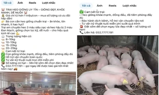 Rao bán heo giống trên Facebook, lộ xe chở hàng chục con nghi mắc bệnh