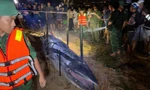 Xác cá voi dài 3m trôi dạt vào bờ biển ở Đà Nẵng, có phải điềm báo thiên tai?