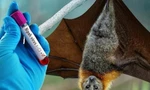 Bộ Y tế cảnh báo về vi rút Nipah: Không ăn trái cây có dấu hiệu bị dơi hoặc chim cắn