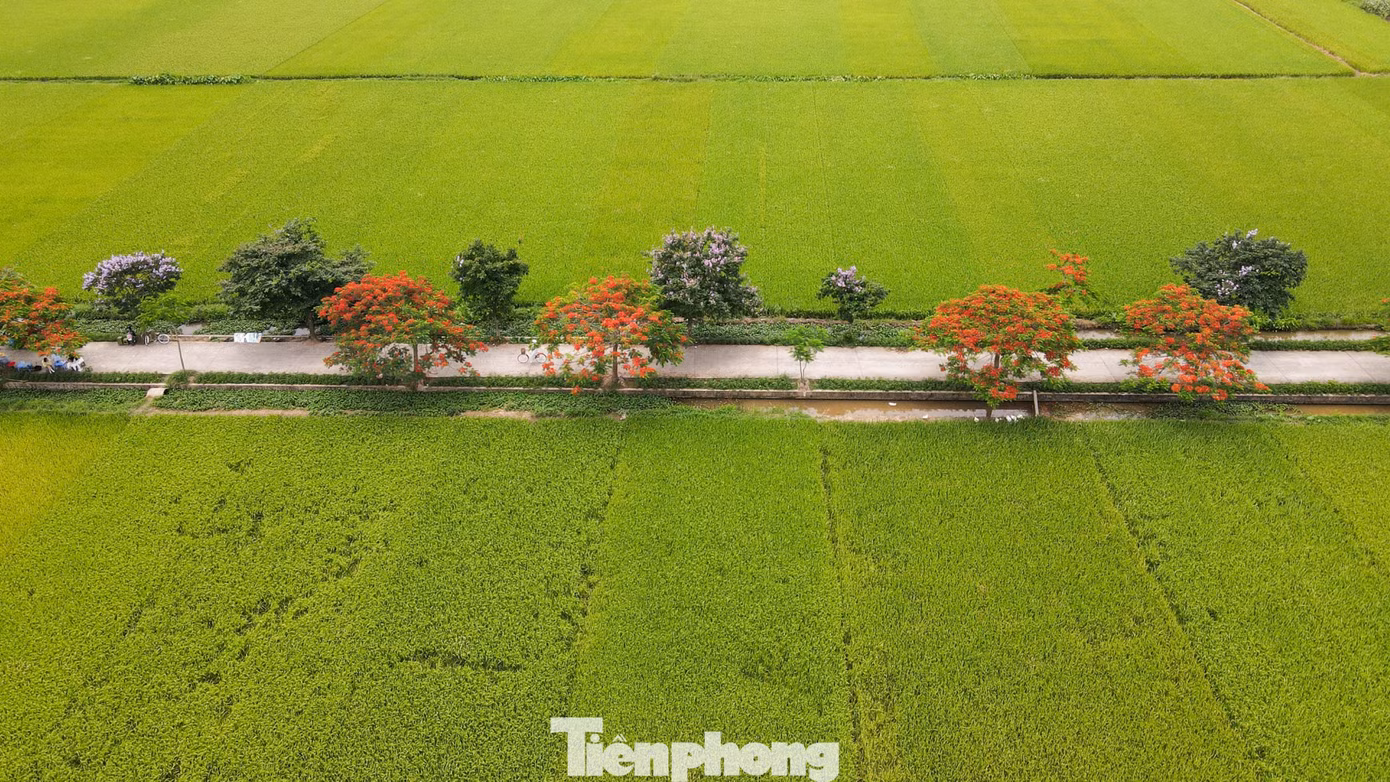 hoa-phuong12.jpg