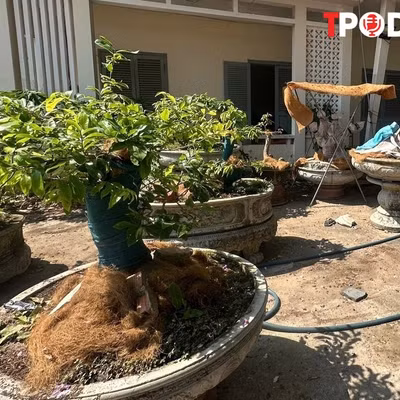 NÓNG 10/4: Chủ nhân 42 cây mai vàng ở Côn Đảo lần đầu nói về quyết định tịch thu cây