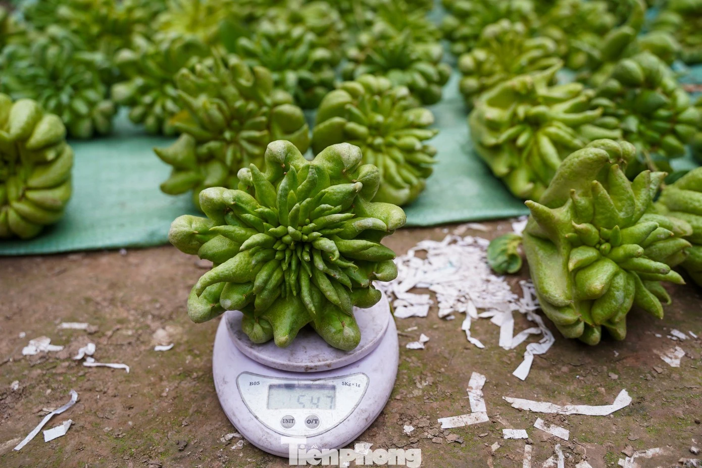 Hà Nội: Phật thủ loại 1 tăng giá gấp đôi, nguồn cung khan hiếm dịp Tết
