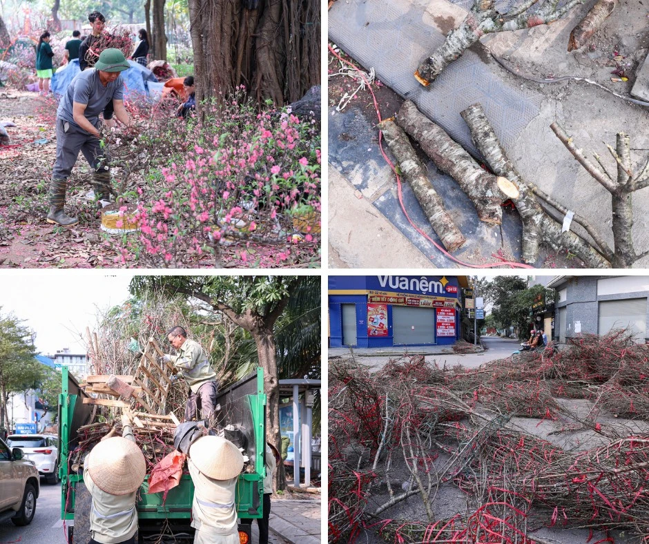 Tiểu thương Hà Nội xả rẻ, chặt phá đào Tết vì ế ẩm kỷ lục