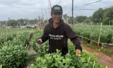 Các nhà vườn tại thủ phủ hoa cúc tất bật chăm bón, phục vụ hoa dịp Tết.