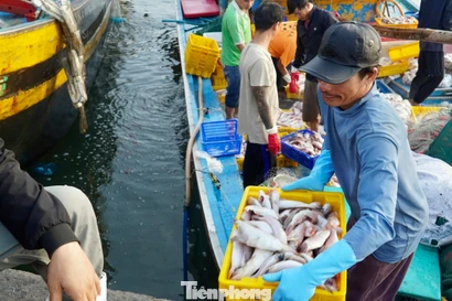 Tàu thuyền tôm cá đầy khoang nườm nượp cập cảng Phan Thiết ngày áp Tết